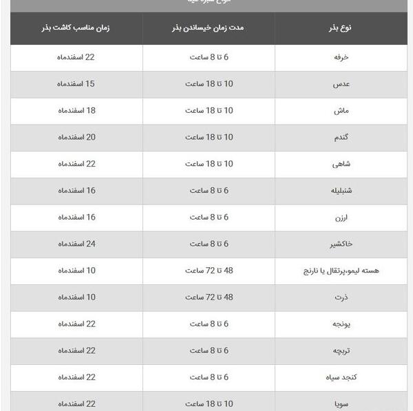 عکس سبزه دال عدس