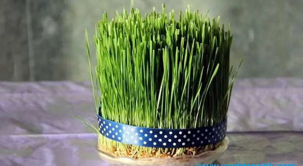 عکس سبزه دال عدس