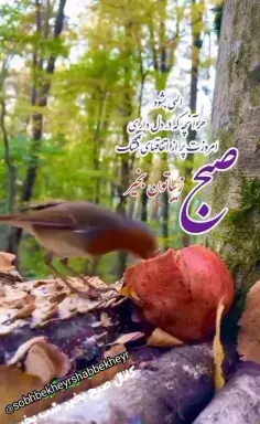 عکس مرغ عشق در جنگل