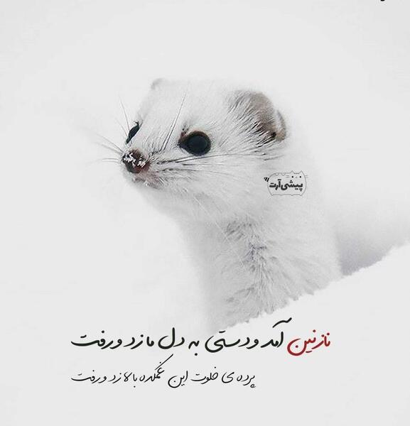 عکس که نوشته باشه نازنین