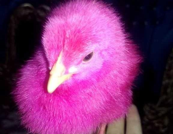 عکس جوجه صورتی