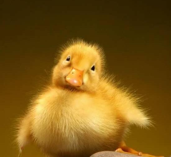 عکس جوجه صورتی