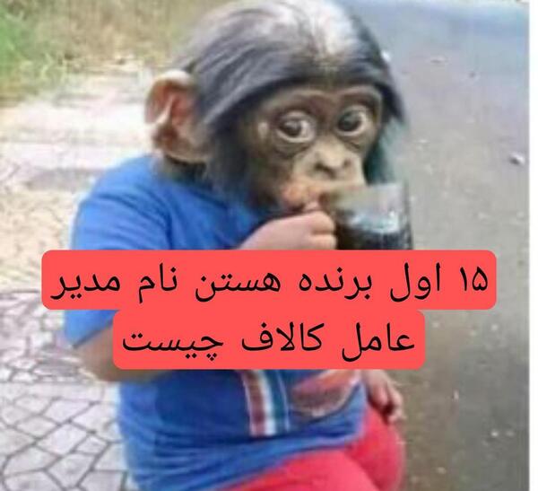 عکس میمون سم