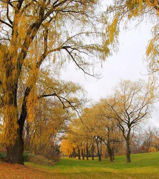 عکس طبیعت زیبای متحرک