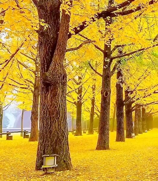 عکس استوری پاییز اومده
