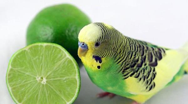عکس مرغ عشق نر