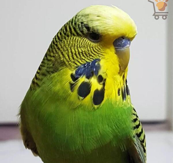 عکس مرغ عشق نر