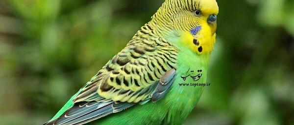 عکس مرغ عشق نر
