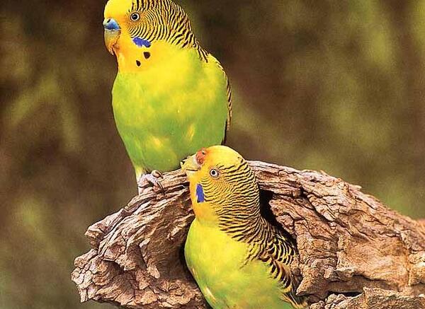 عکس مرغ عشق نر
