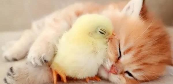 عکس گربه زیبا و بامزه