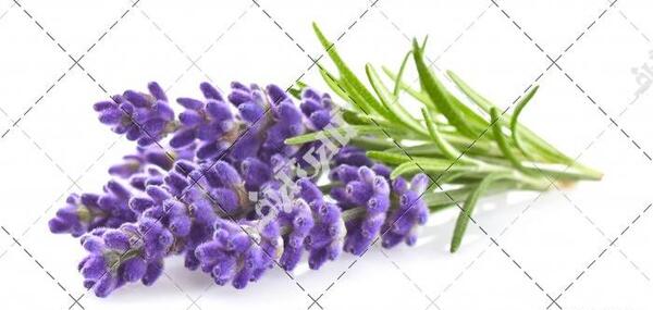 عکس گل رزماری
