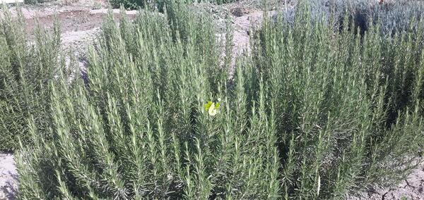 عکس گل رزماری