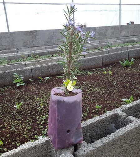 عکس گل رزماری