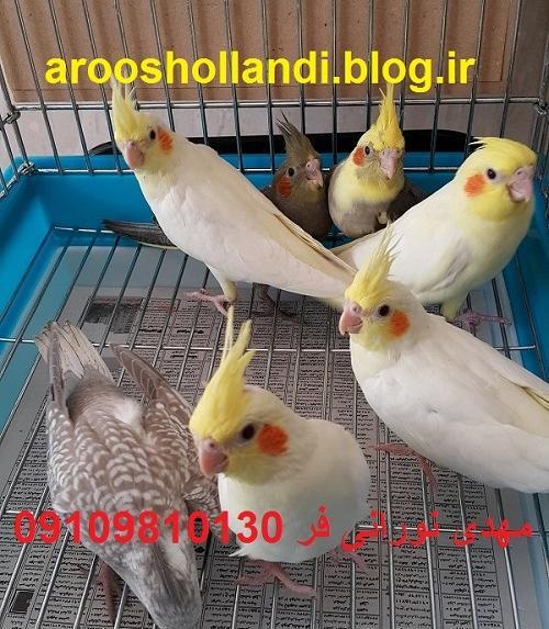 عکس عروس هلندی وایت مرواریدی
