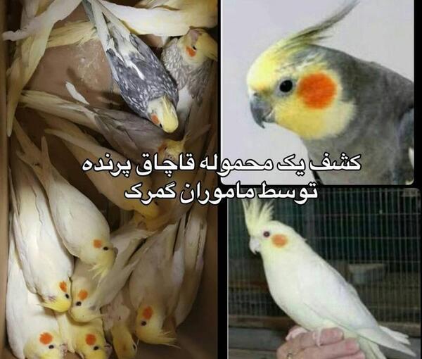 عکس عروس هلندی وایت مرواریدی