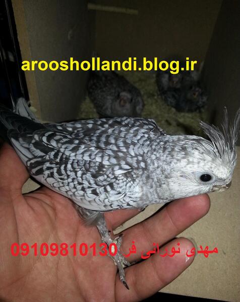 عکس عروس هلندی وایت مرواریدی