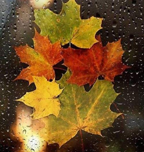 عکس بوت پاییزی