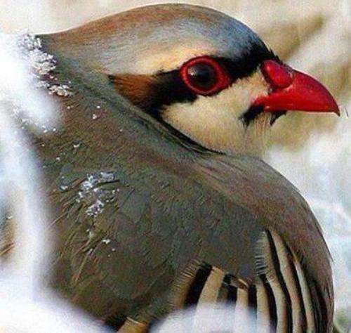 عکس نوشته تارا جان تولدت مبارک