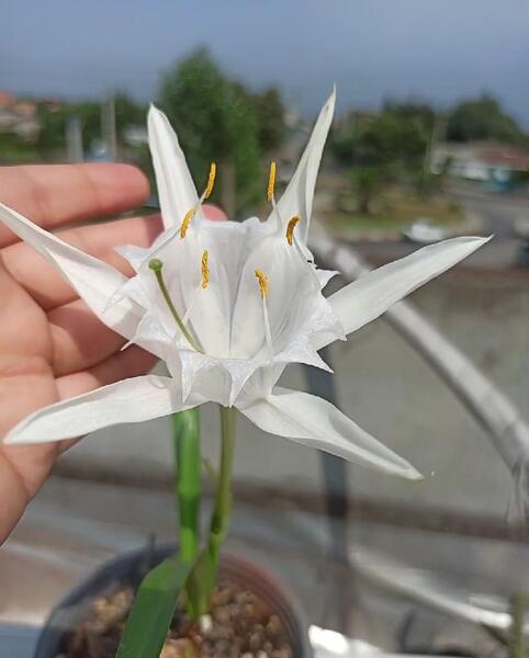عکس گل نرگس دریایی