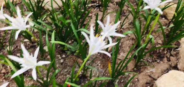 عکس گل نرگس دریایی
