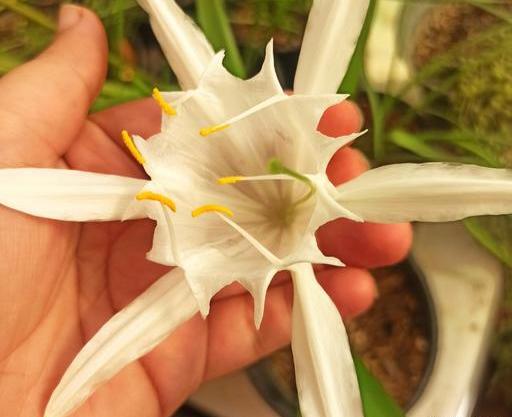 عکس گل نرگس دریایی