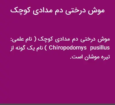 عکس موش درختی