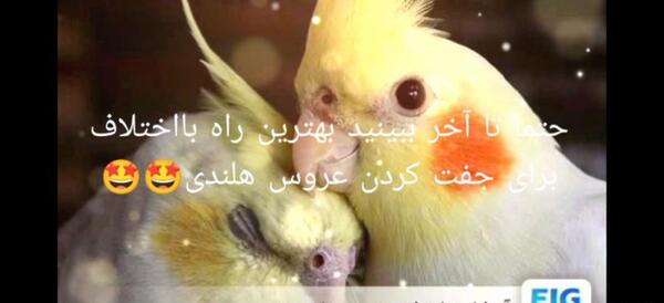 عکس عروس هلندی جفت