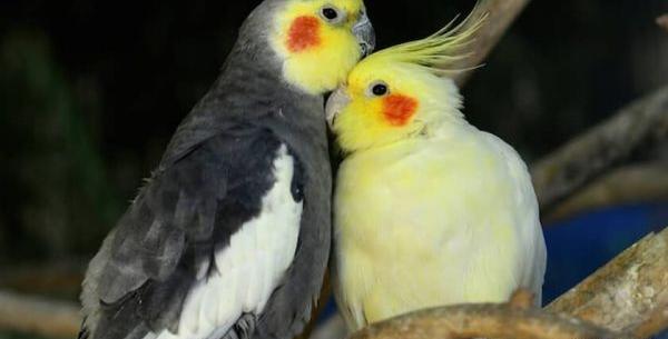 عکس عروس هلندی جفت