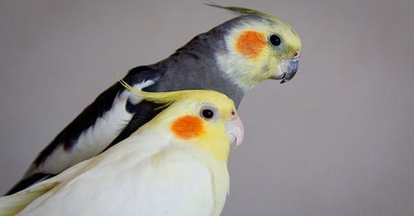 عکس عروس هلندی جفت