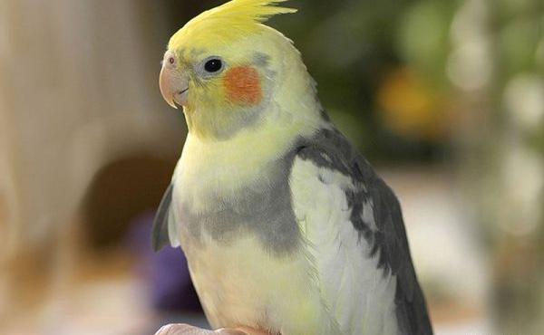عکس عروس هلندی الیزابت