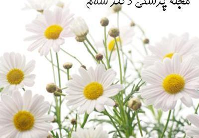 عکس گل پاپاتیا