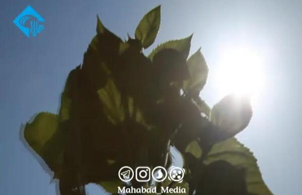 عکس همسر جدید صلاح خضری