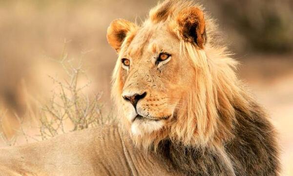 عکس توله شیر برای پروفایل