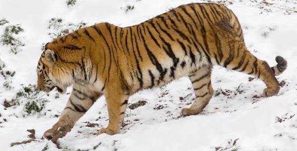 عکس ببر سیبری