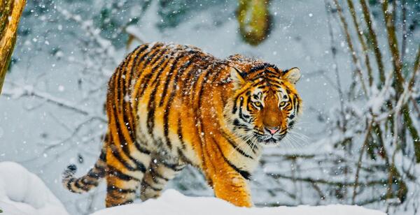 عکس ببر سیبری