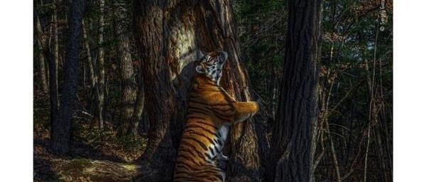 عکس ببر سیبری