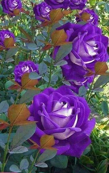عکس گل رز بنفش طبیعی