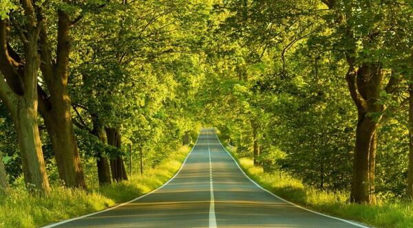 عکس تصویر پس زمینه سبز