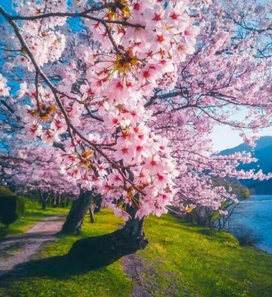 عکس طبیعت گل زیبا