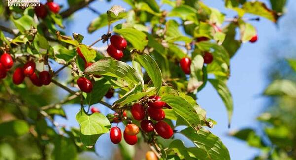 عکس میوه ی زغال اخته