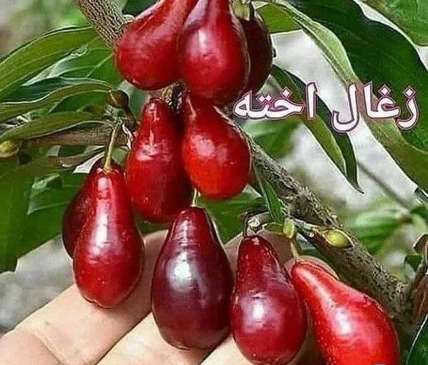 عکس میوه ی زغال اخته