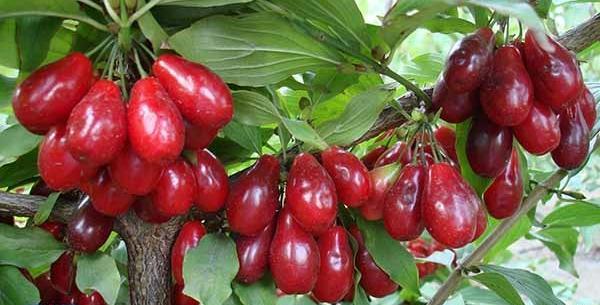 عکس میوه ی زغال اخته
