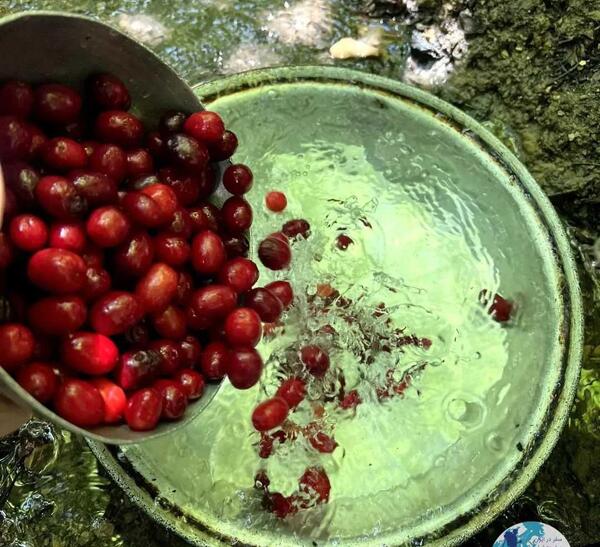 عکس میوه ی زغال اخته