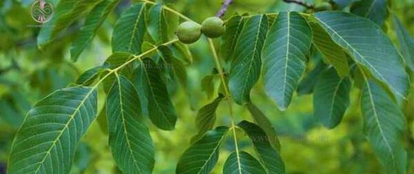 عکس میوه ی زغال اخته