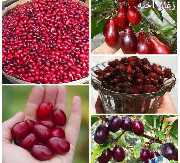 عکس میوه ی زغال اخته