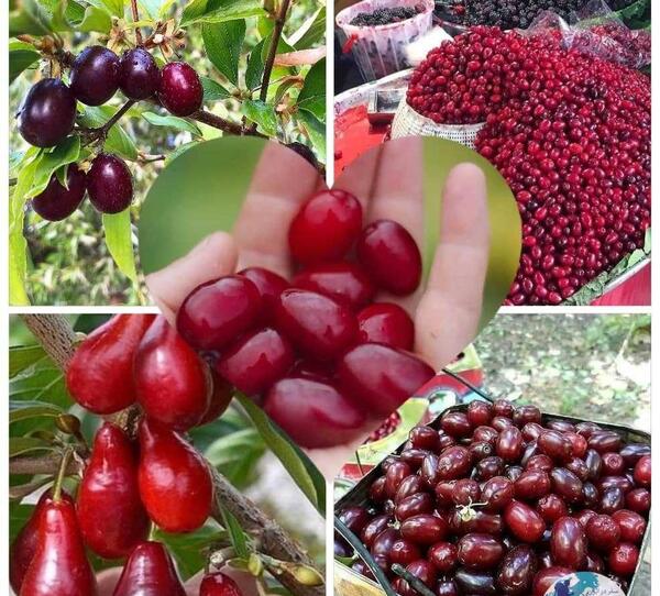 عکس میوه ی زغال اخته
