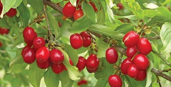 عکس میوه ی زغال اخته