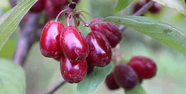 عکس میوه ی زغال اخته