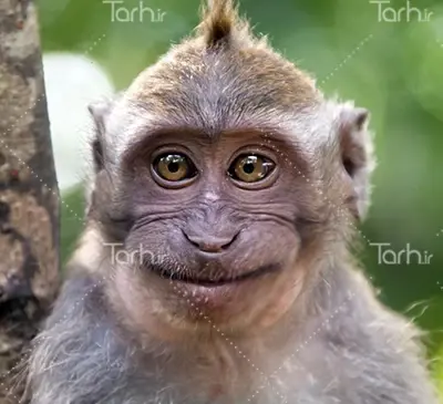 عکس میمون