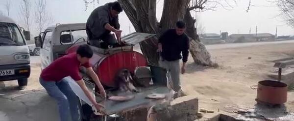 عکس طلا زیر زمین